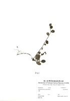 藏品(臺北附地草)的圖片